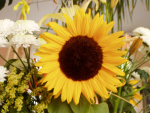 programare:teme_2016:sunflower.png