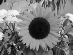 programare:teme_2016:sunflower_blackwhite.png