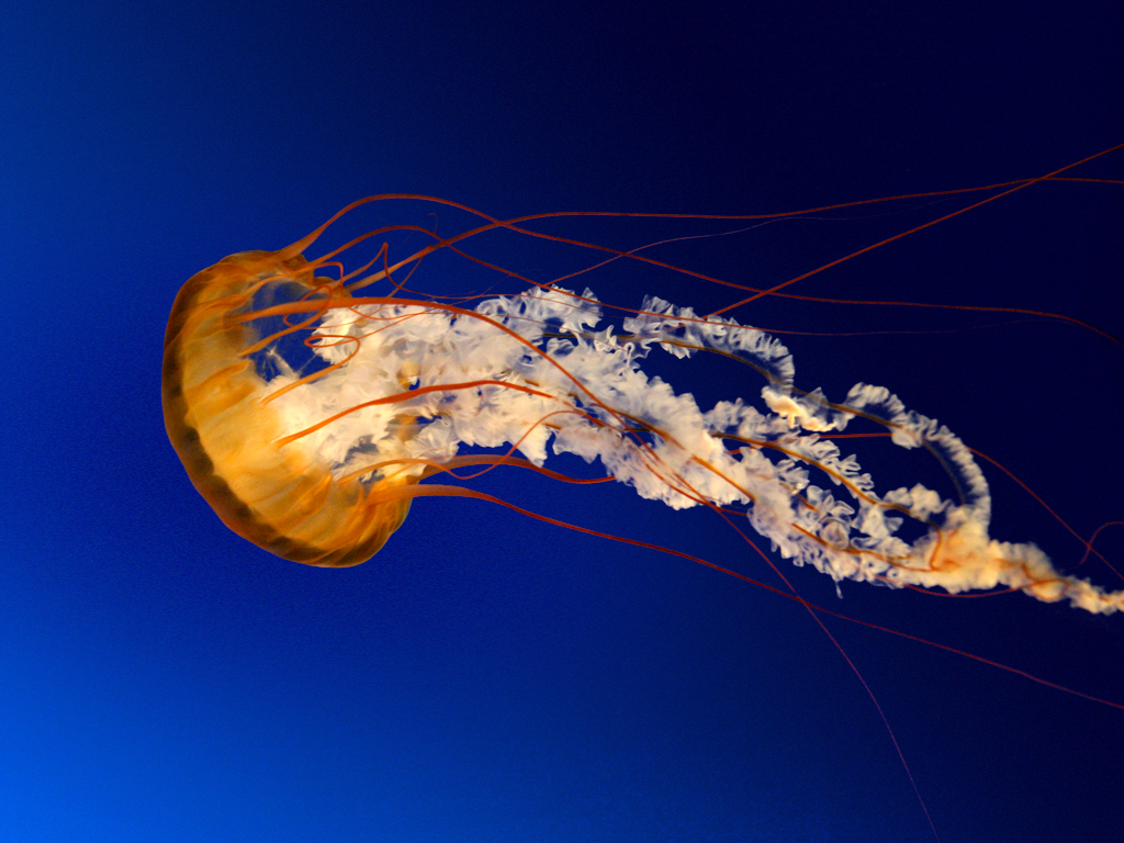 pm:prj2015:iantoche:jellyfish.jpg