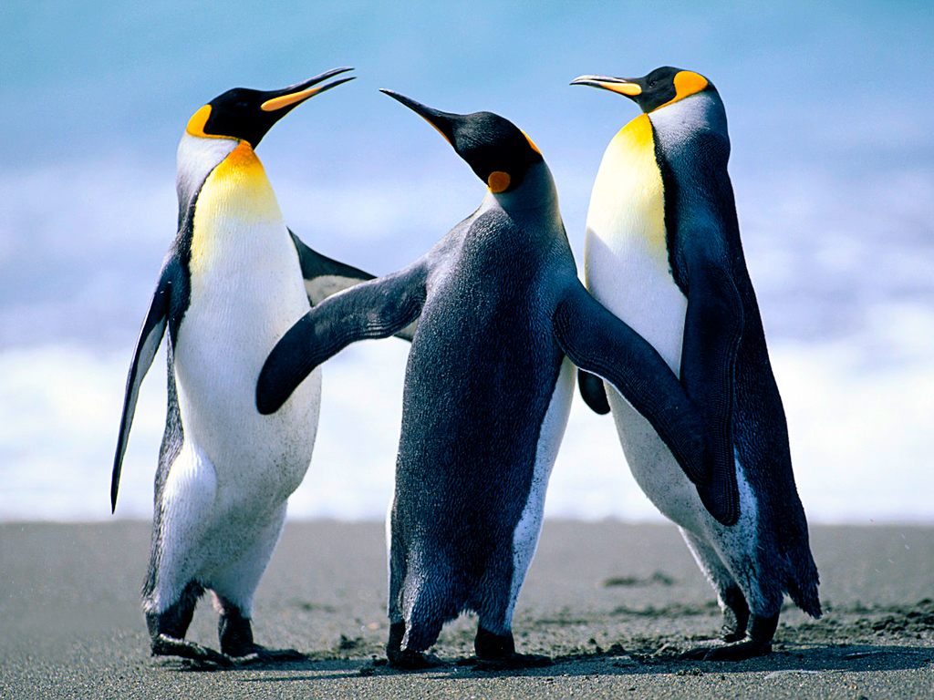 pm:prj2015:iantoche:penguins.jpg